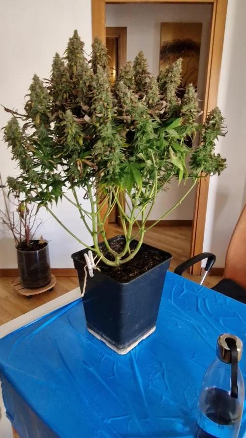 Lemon Shining Silver Haze