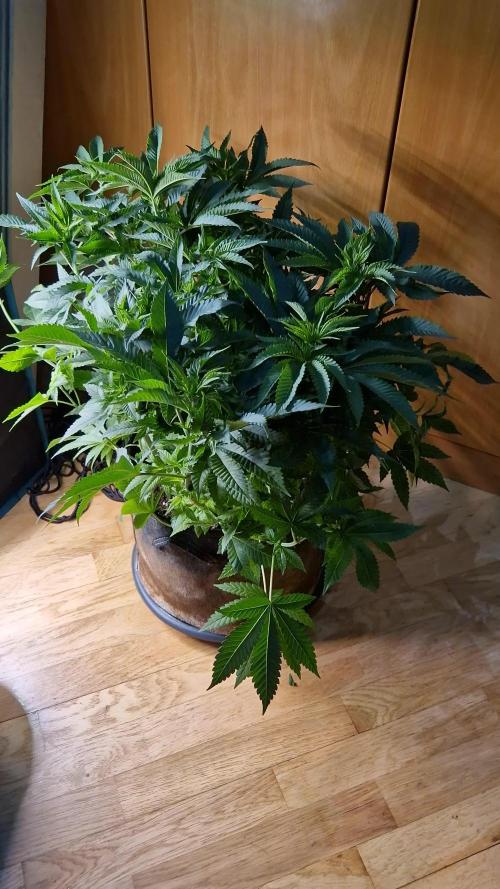 Orange bud 2.0