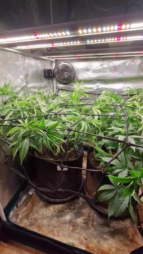 Ice cream haze