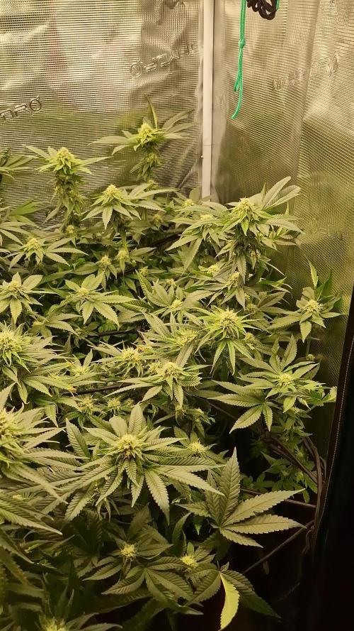 Ice cream haze