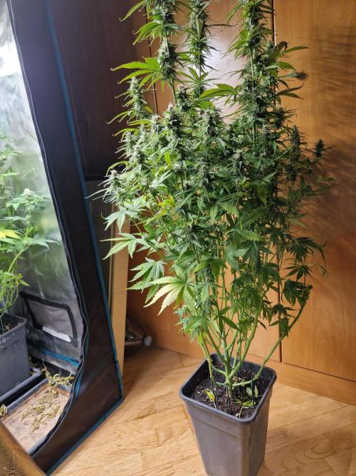 Purple Haze Automatic. Week 9