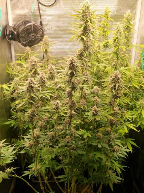 Purple Haze Automatic. Week 9