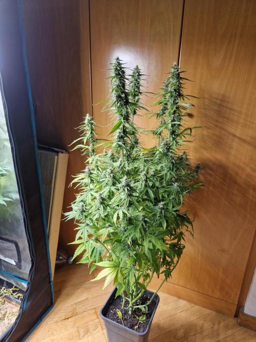 Tropicana Cookies Automatic. Week 9