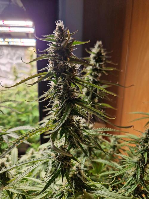 Tropicana Cookies Automatic. Week 9