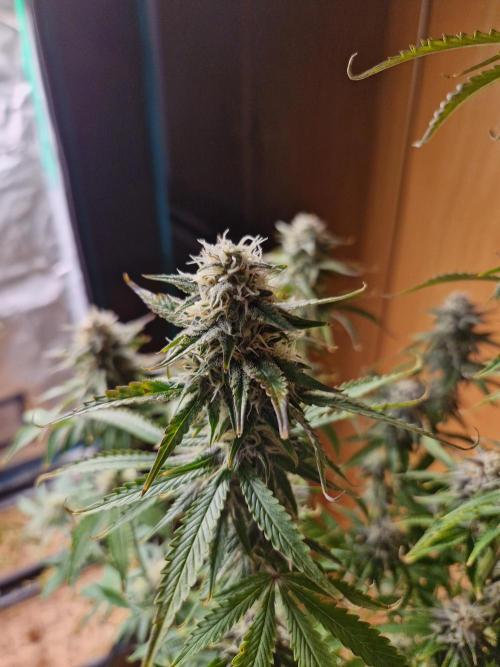 Tropicana Cookies Automatic. Week 9