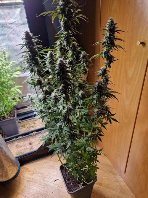 Tropicana Cookies Automatic. Week 9