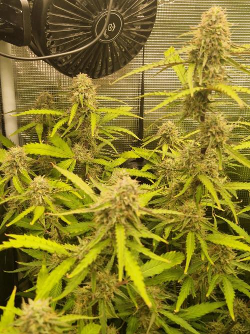 Solar Panel Automatic. Week 9