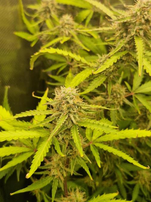 Solar Panel Automatic. Week 9