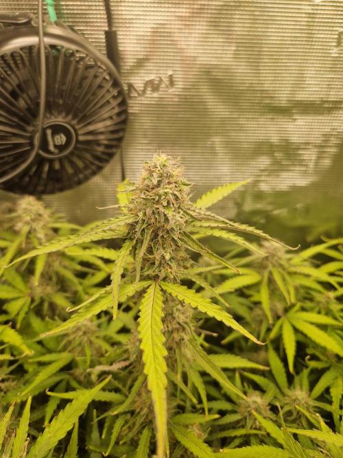 Solar Panel Automatic. Week 9