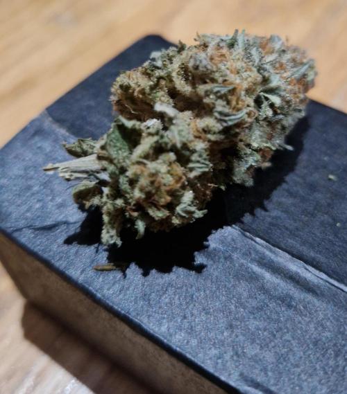 Orange bud 2.0. Week 18