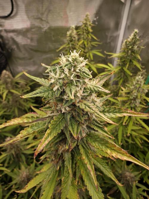 Purple Haze Automatic. Week 10