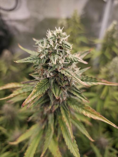 Purple Haze Automatic. Week 10