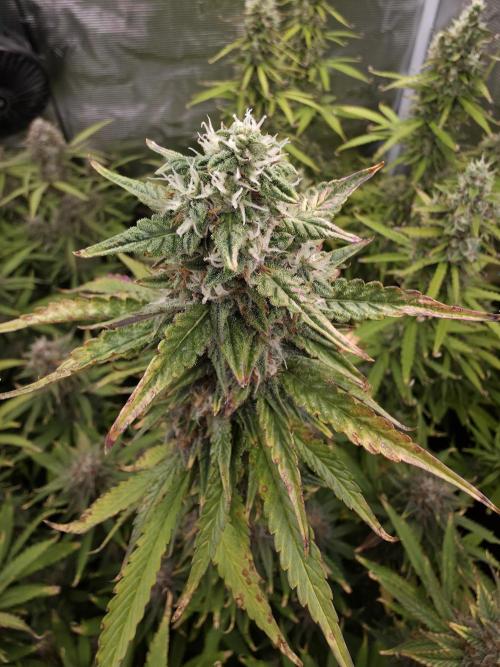 Purple Haze Automatic. Week 10