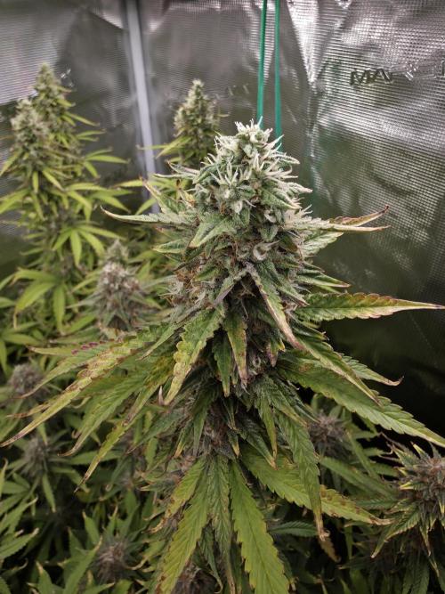 Purple Haze Automatic. Week 10