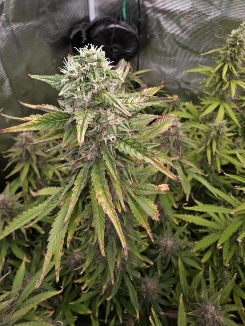 Solar Panel Automatic. Week 10