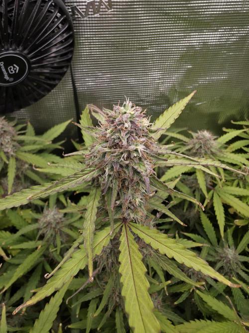 Solar Panel Automatic. Week 10