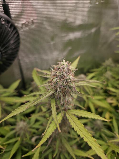 Solar Panel Automatic. Week 10