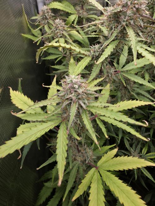 Solar Panel Automatic. Week 10