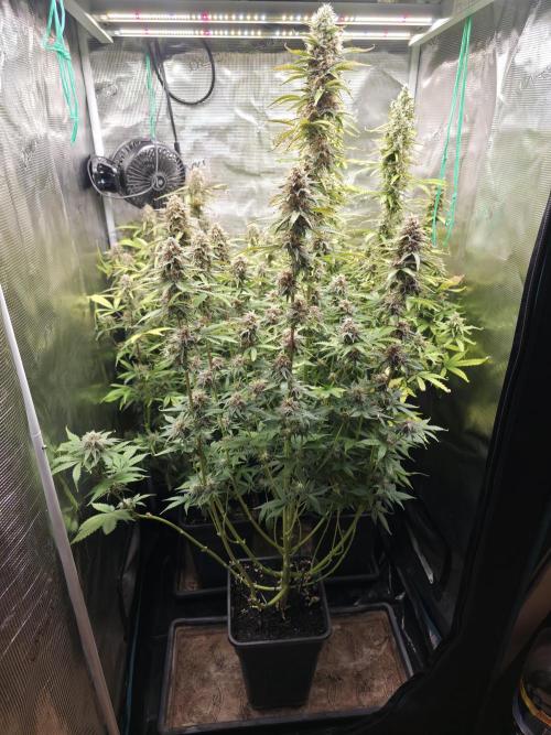 Tropicana Cookies Automatic. Week 10