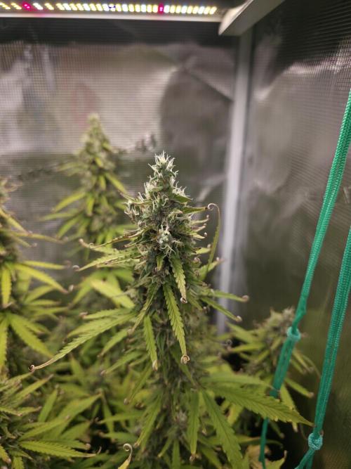 Tropicana Cookies Automatic. Week 10