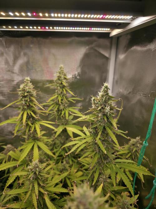 Tropicana Cookies Automatic. Week 10