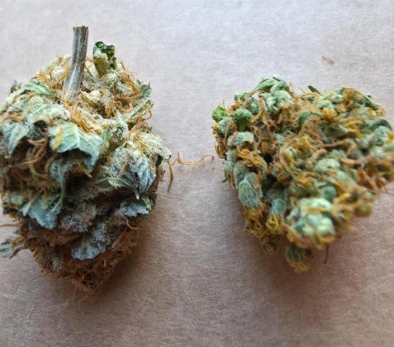 Ice cream haze. Week 16