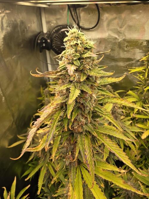 Purple Haze Automatic. Week 11