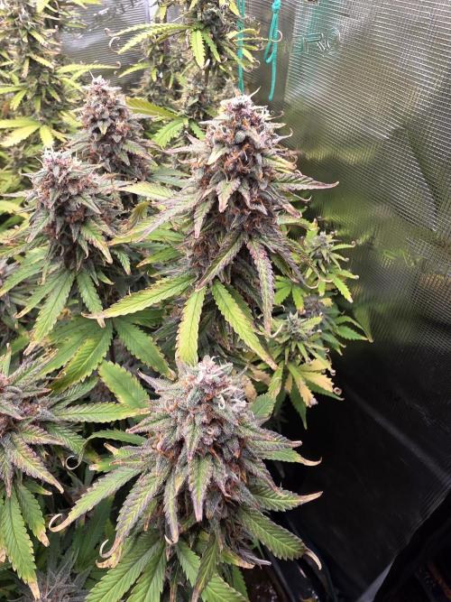 Purple Haze Automatic. Week 11