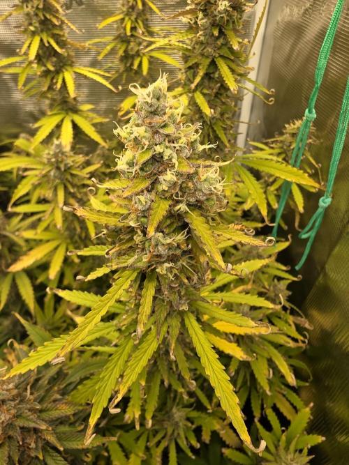 Purple Haze Automatic. Week 11