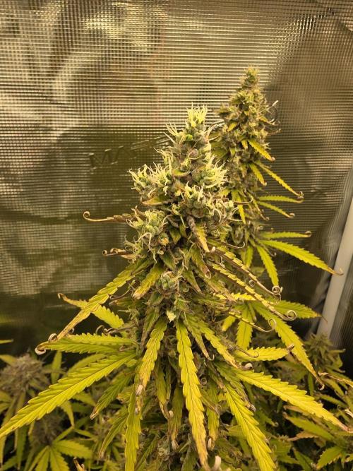 Tropicana Cookies Automatic. Week 11