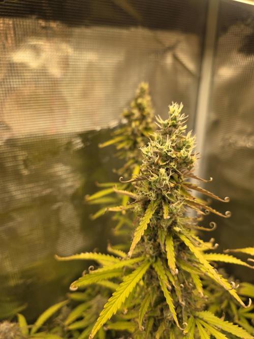 Tropicana Cookies Automatic. Week 11