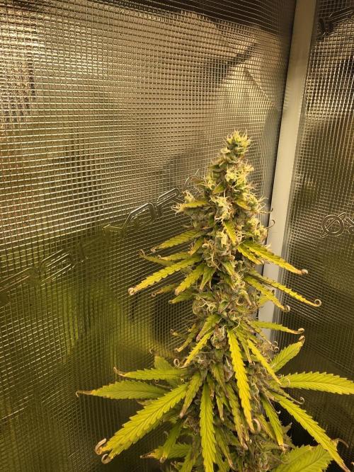 Tropicana Cookies Automatic. Week 11