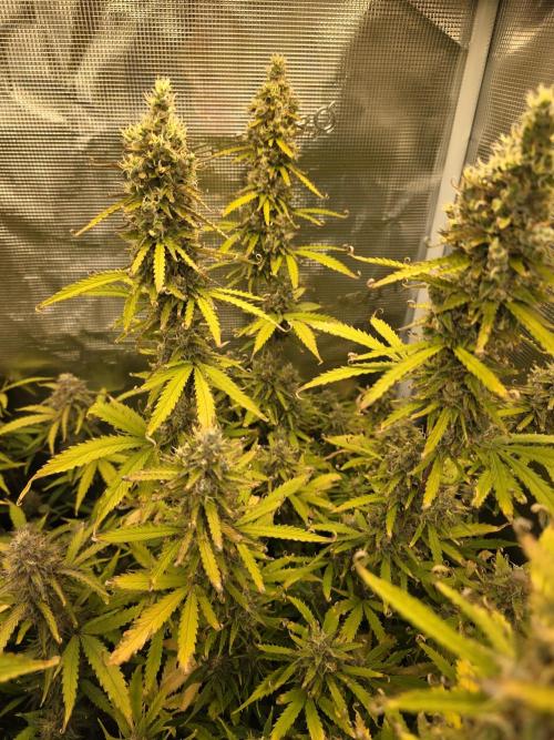 Tropicana Cookies Automatic. Week 11