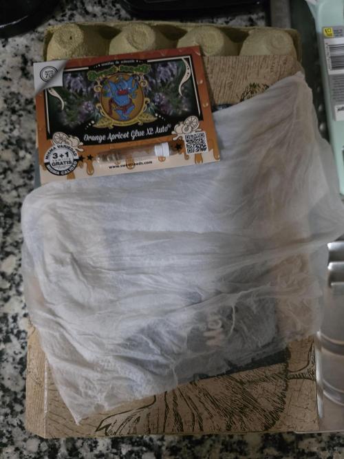 Orange Apricot Glue XL Auto. Week 0