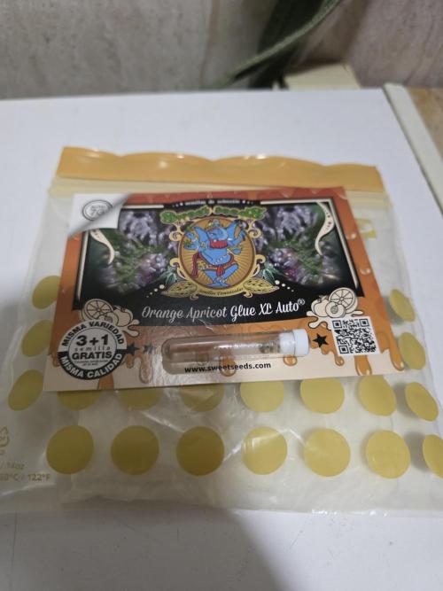 Orange Apricot Glue XL Auto. Week 0