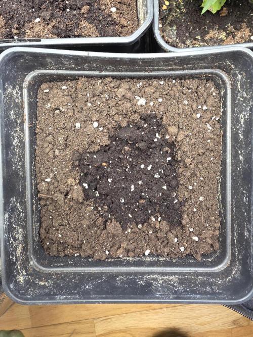 Orange Apricot Glue XL Auto. Week 0 - 21/nov