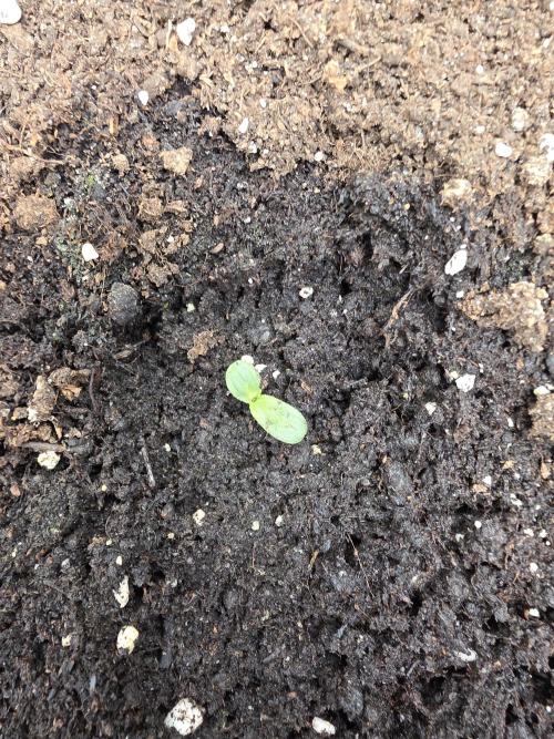 Orange Apricot Glue XL Auto. Week 0 - 21/nov