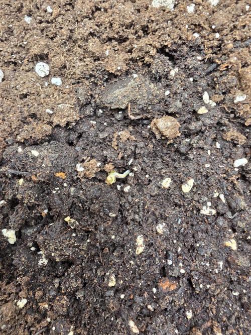 Orange Apricot Glue XL Auto. Week 1