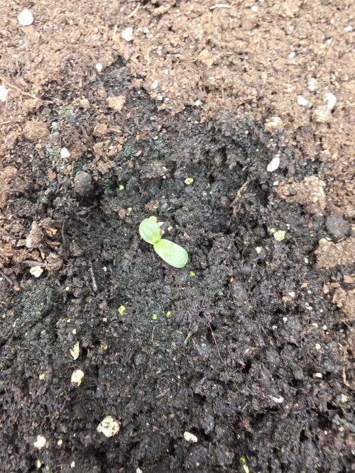 Orange Apricot Glue XL Auto. Week 1