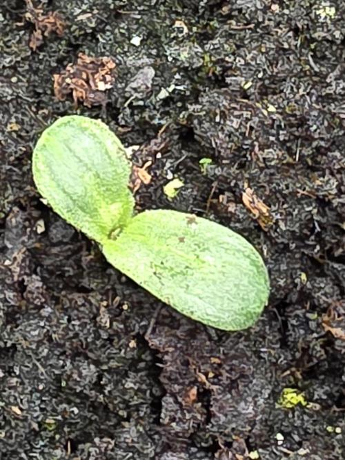 Orange Apricot Glue XL Auto. Week 1