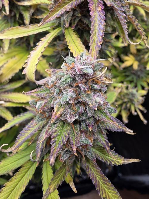 Purple Haze Automatic. Week 12