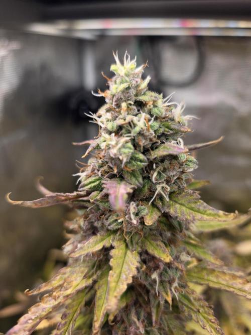 Purple Haze Automatic. Week 12