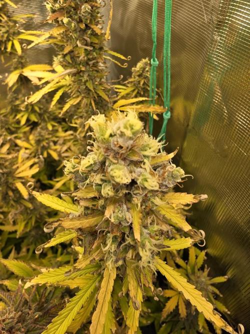 Purple Haze Automatic. Week 12