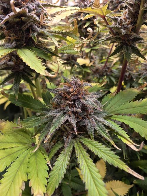 Purple Haze Automatic. Week 12