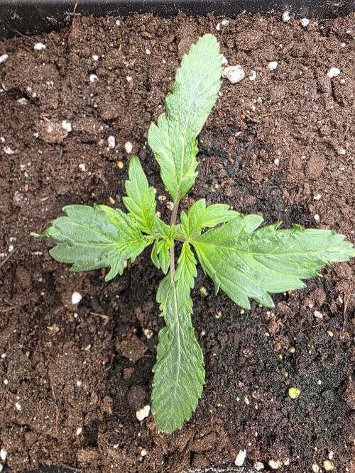 Orange Apricot Glue XL Auto. Week 2