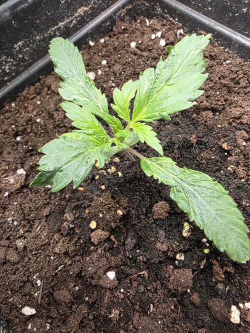 Orange Apricot Glue XL Auto. Week 2