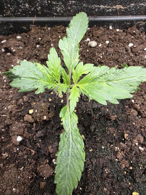 Orange Apricot Glue XL Auto. Week 2