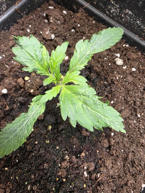 Orange Apricot Glue XL Auto. Week 2