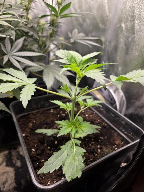 Orange Apricot Glue XL Auto. Week 3