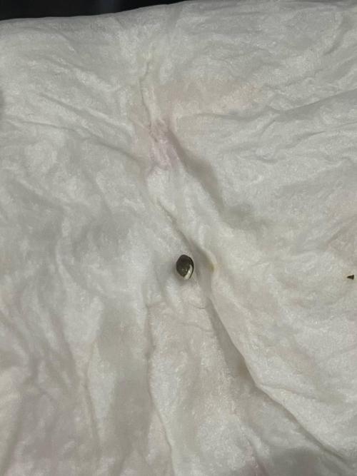 jealousy Z XL Auto. Week 0